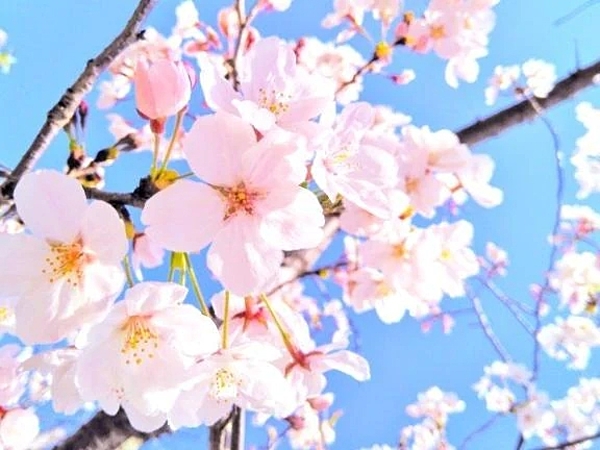 三好初音(はつね)の写メ日記画像