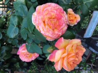 image1.jpeg